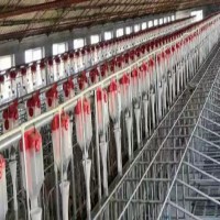 1200頭母豬用102篩盤料線 60篩盤料線